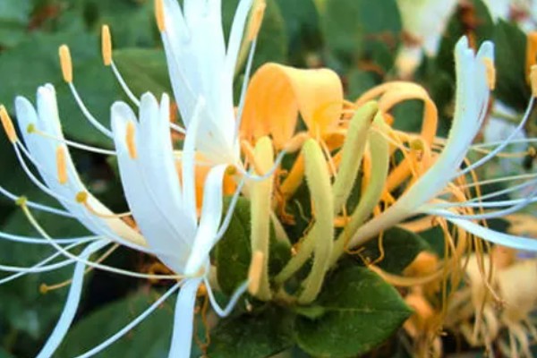 金银花花朵变色的原因，其本身含有的花青素、黄铜类等