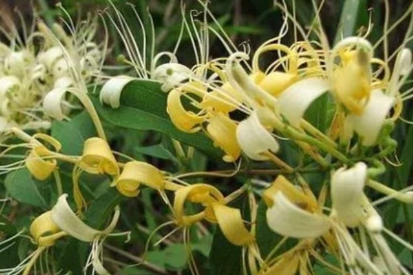 金银花花朵变色的原因，其本身含有的花青素、黄铜类等