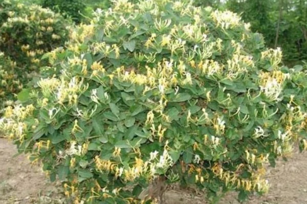 金银花花朵变色的原因，其本身含有的花青素、黄铜类等