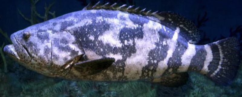 石斑鱼的生活习性，多栖息于热带及温带海洋