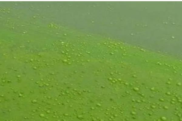 鱼塘氨氮超标量，每升水的含量超过0.02毫克即为超标