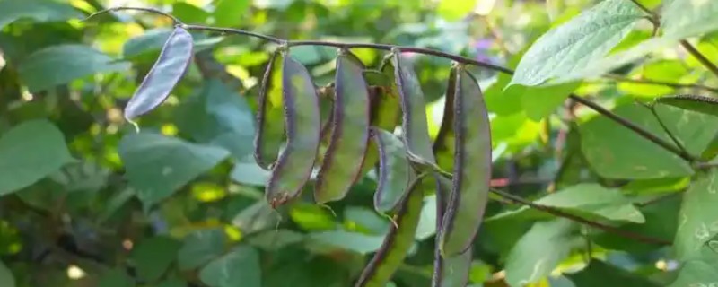 扁豆何时种植，在5月份种植可促进生长