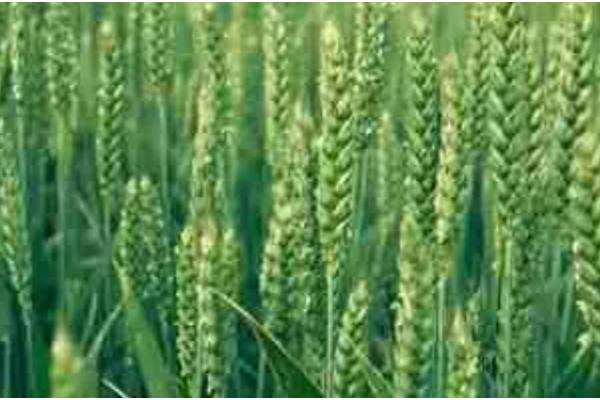 焦麦266小麦种简介,平均生育期223.7天