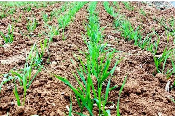 焦麦266小麦种简介,平均生育期223.7天