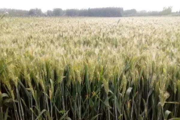 焦麦266小麦种简介,平均生育期223.7天