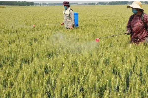 焦麦266小麦种简介,平均生育期223.7天