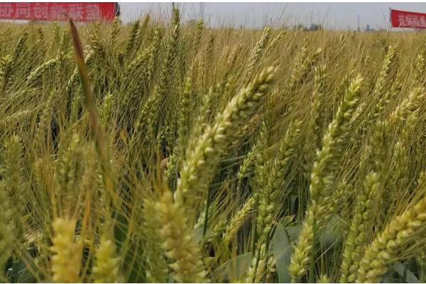 焦麦266小麦种简介,平均生育期223.7天