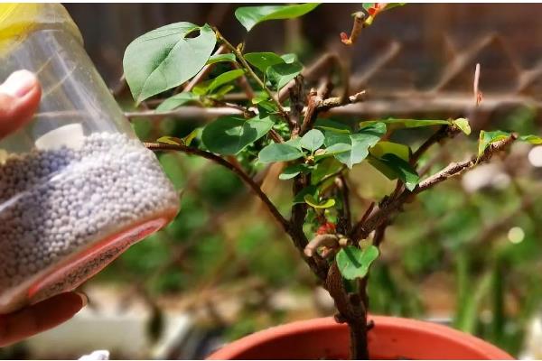 三角梅不开花光长叶子的原因，可能是修剪过少的原因