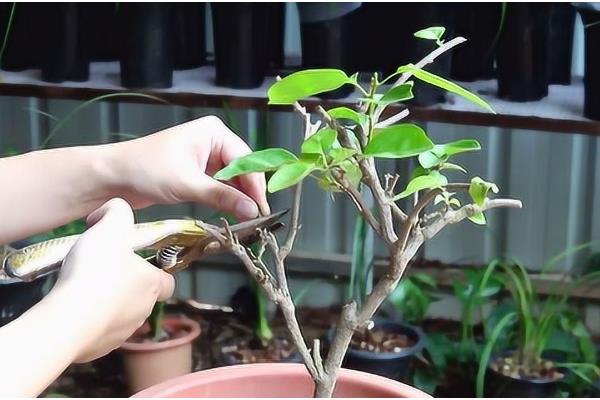 三角梅不开花光长叶子的原因，可能是修剪过少的原因