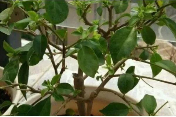 三角梅不开花光长叶子的原因，可能是修剪过少的原因