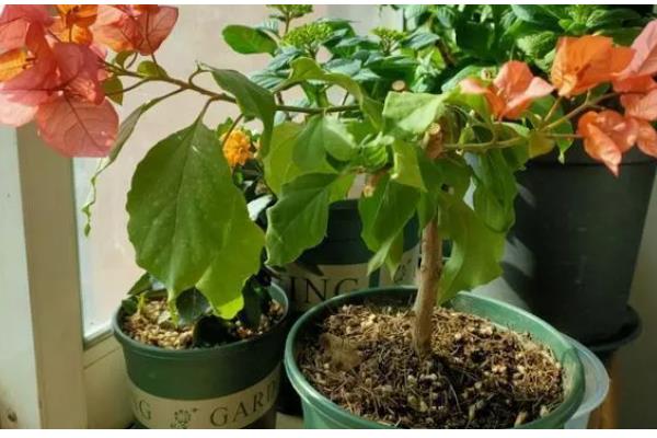 三角梅不开花光长叶子的原因，可能是修剪过少的原因