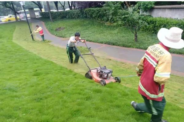 草坪为什么会枯死，可能是修剪不当、发生病虫害等因素所致