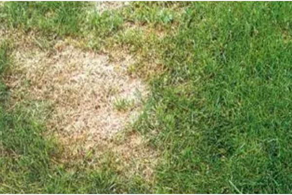 草坪为什么会枯死，可能是修剪不当、发生病虫害等因素所致