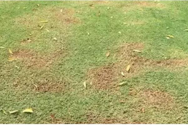草坪为什么会枯死，可能是修剪不当、发生病虫害等因素所致