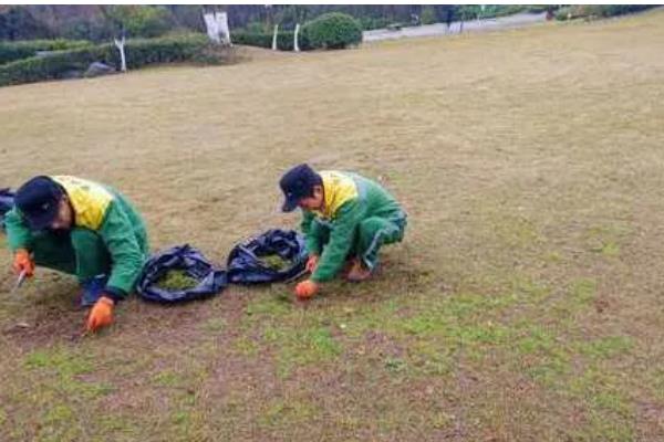草坪为什么会枯死，可能是修剪不当、发生病虫害等因素所致