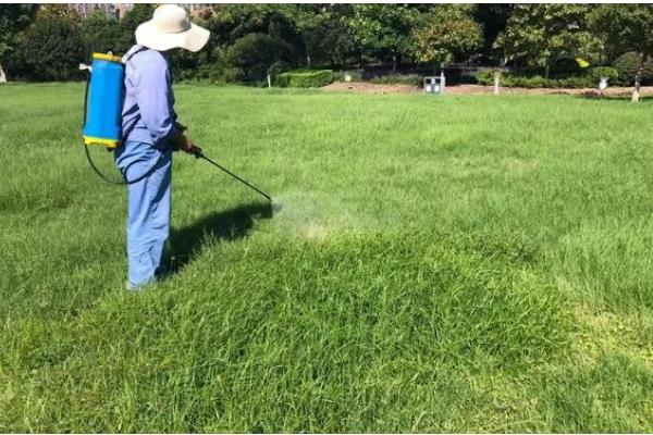 草坪为什么会枯死，可能是修剪不当、发生病虫害等因素所致