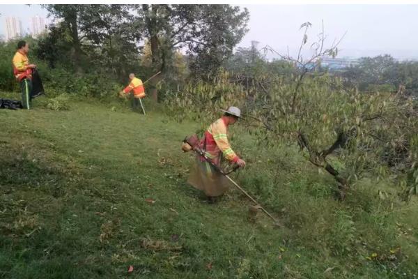 草坪为什么会枯死，可能是修剪不当、发生病虫害等因素所致