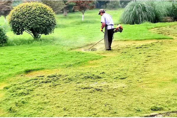 草坪为什么会枯死，可能是修剪不当、发生病虫害等因素所致