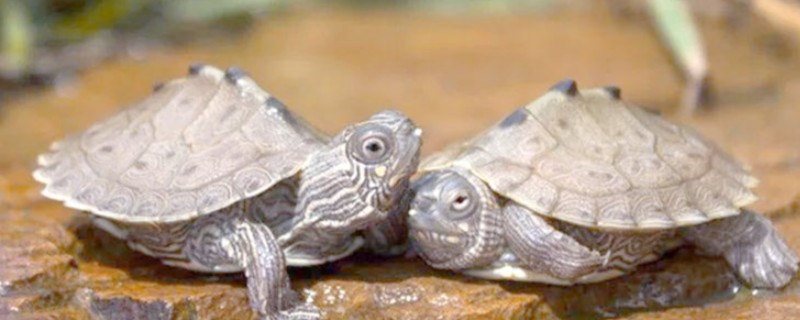 乌龟呕吐的原因是什么，可能是吃了能引起肠胃不适的食物