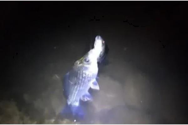 冬季夜钓要钓深吗，气温较低一般适合钓深