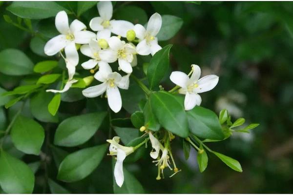 九里香与七里香有什么区别，叶片、花朵、果实都不同