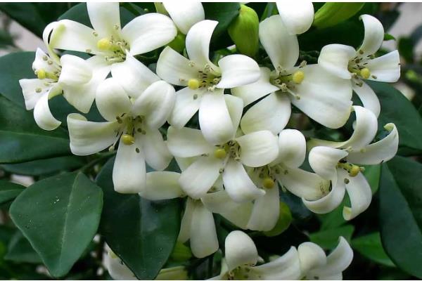 九里香与七里香有什么区别，叶片、花朵、果实都不同