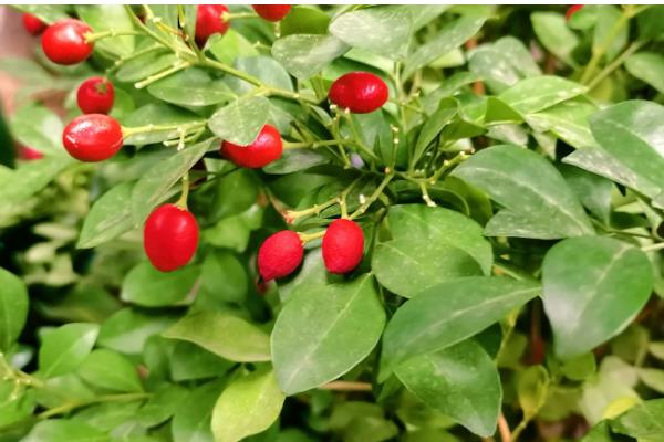 九里香与七里香有什么区别，叶片、花朵、果实都不同