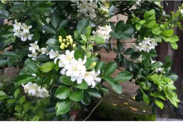 九里香与七里香有什么区别，叶片、花朵、果实都不同