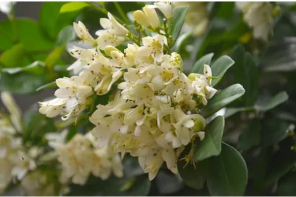 九里香与七里香有什么区别，叶片、花朵、果实都不同