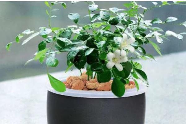 九里香与七里香有什么区别，叶片、花朵、果实都不同