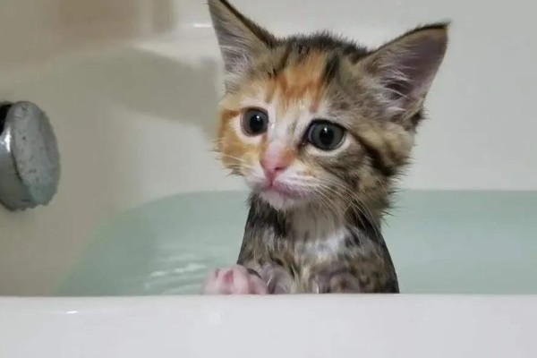 猫咪尿味太重如何清除，开窗透气可以有效去除