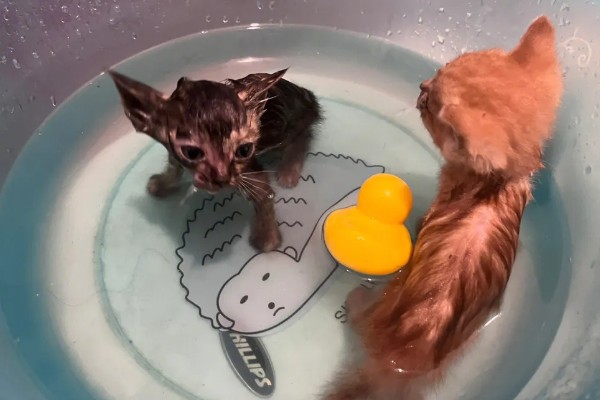 猫咪尿味太重如何清除，开窗透气可以有效去除