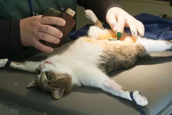 猫咪尿味太重如何清除，开窗透气可以有效去除