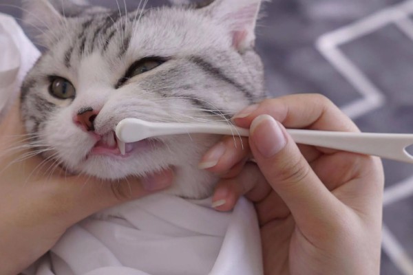 猫咪尿味太重如何清除，开窗透气可以有效去除