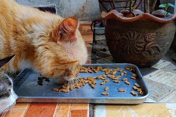 猫咪尿味太重如何清除，开窗透气可以有效去除