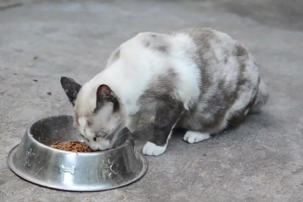 猫咪尿味太重如何清除，开窗透气可以有效去除