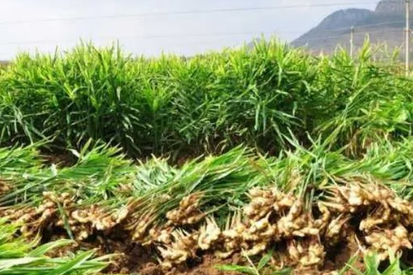 生姜的亩产量，生姜的产量是在3-5千斤左右