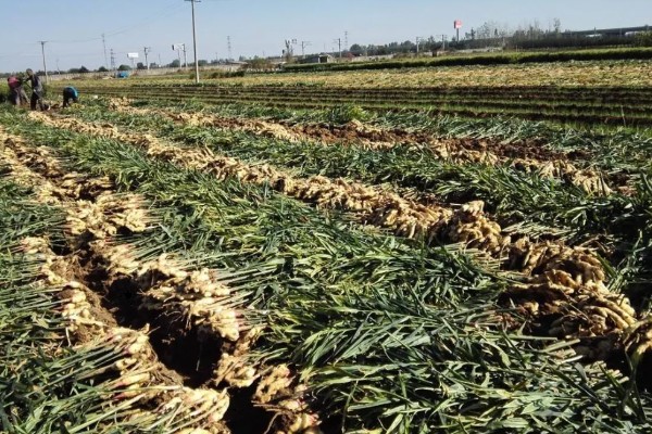 生姜的亩产量，生姜的产量是在3-5千斤左右