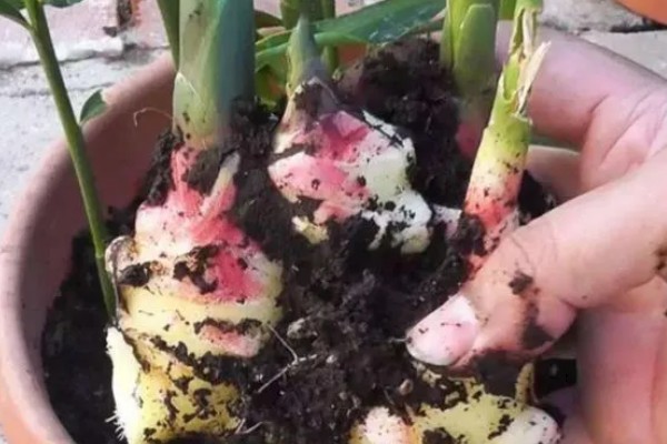 生姜的亩产量，生姜的产量是在3-5千斤左右