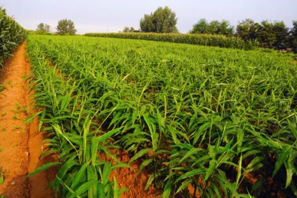 生姜的亩产量，生姜的产量是在3-5千斤左右