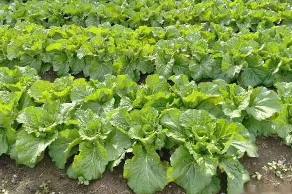 秋季怎么种植大白菜，定苗后亩施尿素15公斤