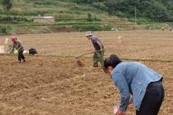 秋季怎么种植大白菜，定苗后亩施尿素15公斤