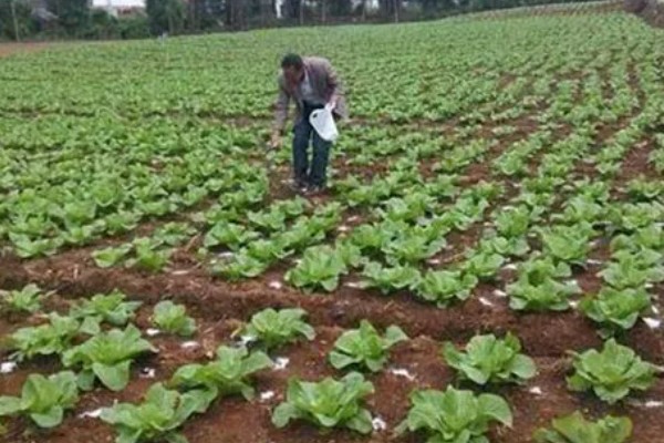 秋季怎么种植大白菜，定苗后亩施尿素15公斤