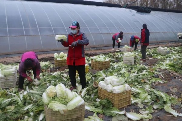 秋季怎么种植大白菜，定苗后亩施尿素15公斤