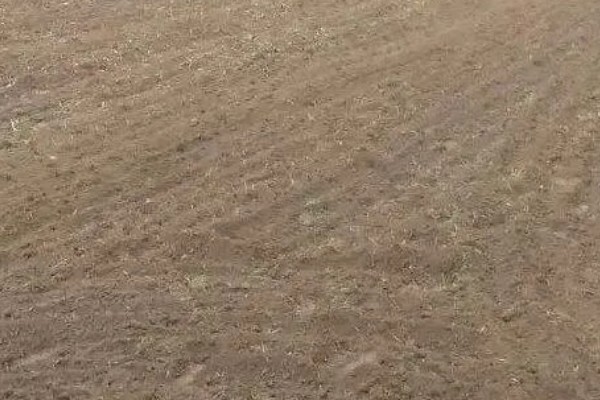 秋季怎么种植大白菜，定苗后亩施尿素15公斤