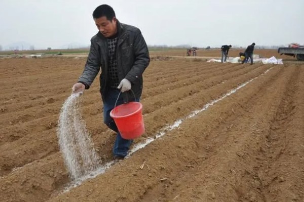秋季怎么种植大白菜，定苗后亩施尿素15公斤