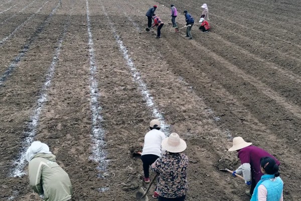 秋季怎么种植大白菜，定苗后亩施尿素15公斤