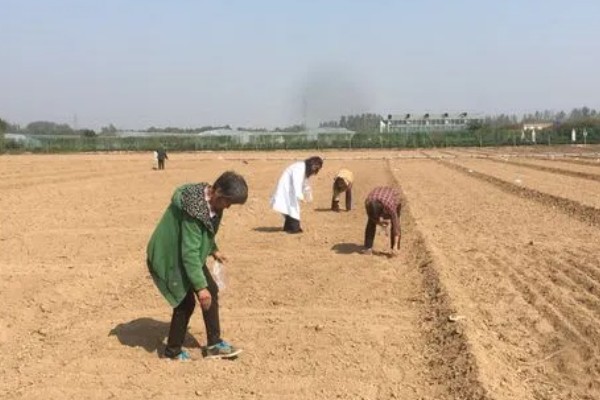 秋季怎么种植大白菜，定苗后亩施尿素15公斤