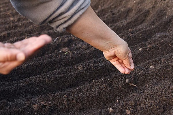秋季怎么种植大白菜，定苗后亩施尿素15公斤