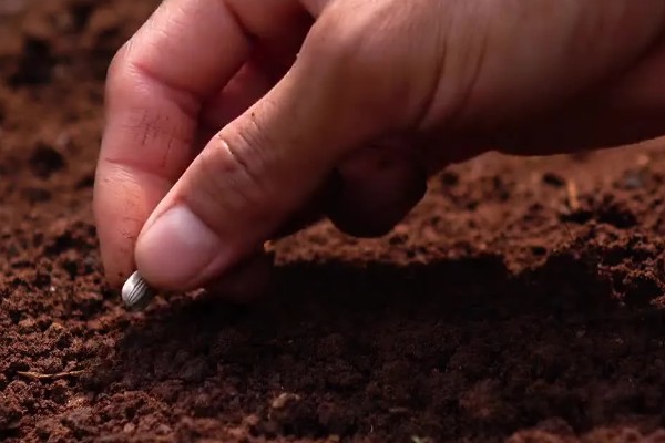 秋季怎么种植大白菜，定苗后亩施尿素15公斤